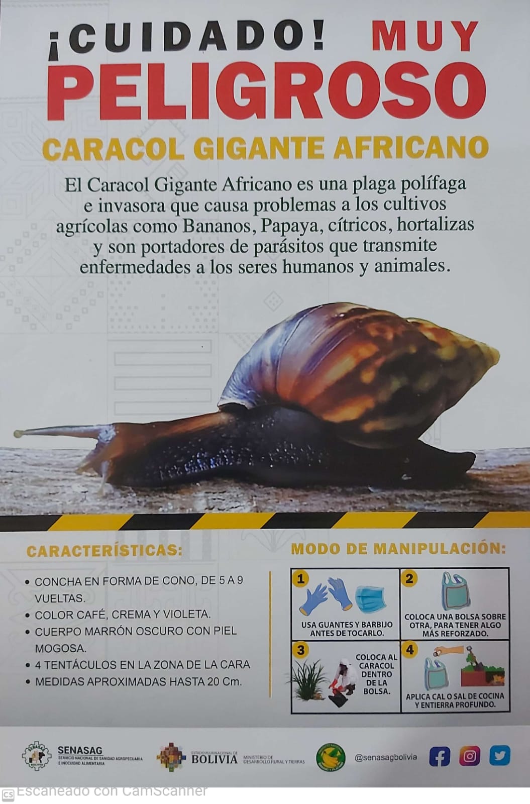 Folleto Caracol Africano