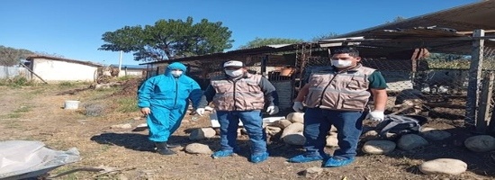 SENASAG Tarija realiza la toma de muestras sanguíneas y órganos en cerdos, en la comunidad de Chocloca