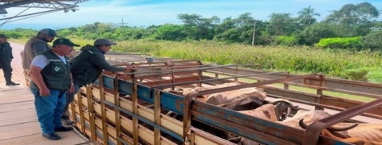 SENASAG Beni realiza inspección y fiscalización de bovinos en tránsito