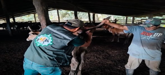 SENASAG Beni fortalece las acciones de vigilancia y control sanitario mediante el Programa de Brucelosis y Tuberculosis Bovina a pequeños rumiantes 