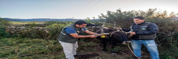 SENASAG Chuquisaca realiza campaña de vacunación contra la Rabia Bovina