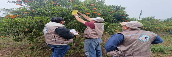 SENASAG Tarija fortalece la vigilancia fitosanitaria y ruta de trampeo de HLB de los cítricos en el municipio de Caraparí  
