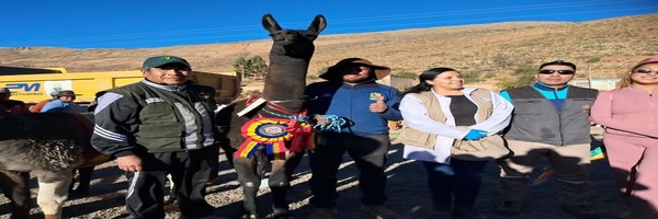 SENASAG Potosí participó en la 6.ª Feria Municipal de Camélidos Yocalla 2026