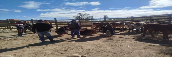 SENASAG Chuquisaca fortalece la vigilancia epidemiológica y la rastreabilidad animal en la Feria Ganadera de Sopachuy