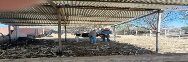 SENASAG ejecuta protocolo de control de brote ante evento de rabia bovina en El Portillo, Tarija  
