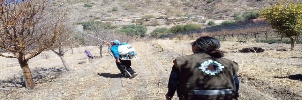 SENASAG Potosí fortalece la producción de durazno mediante campaña fitosanitaria  