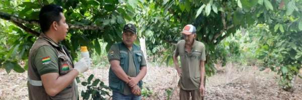 SENASAG Pando realizó asistencia técnica en poda, fertilización y control de plagas y enfermedades en cultivos de Cacao