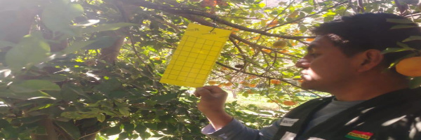 SENASAG Potosí realiza servicio de vigilancia contra la Mosca de la Fruta del HLB  
