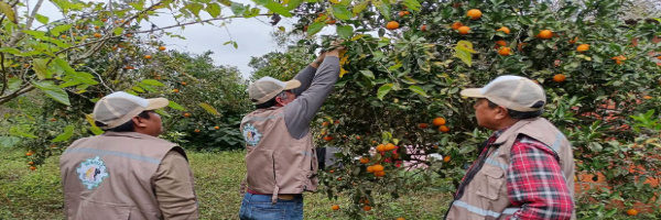 SENASAG Tarija fortalece el monitoreo de rutas de trampeo de Huanglongbing (HLB), en el municipio de Entre Ríos