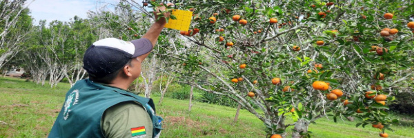 SENASAG Pando realizó monitoreo de rutas de trampeo del Huanglongbing (HLB) y mosca de la fruta del género Bactrocera
