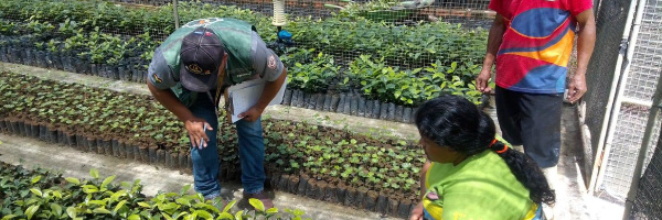 SENASAG Pando realiza inspección in situ en viveros certificados  