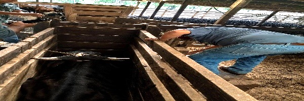 IDENTIFICACIÓN DE VACAS REACTORAS A BRUCELOSIS EN PREDIOS LECHEROS