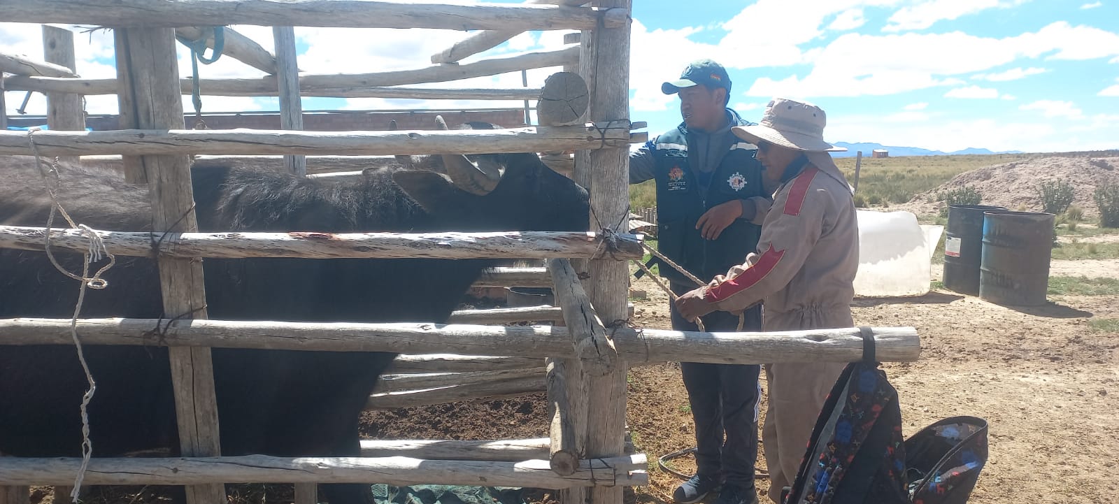 SENASAG ORURO REALIZA MUESTREO DE SANGRE EN GANADO BOVINO PARA REDUCIR LA BRUCELOSIS
