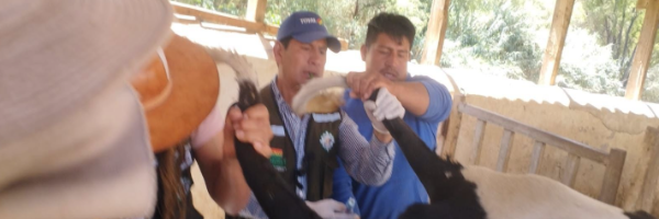 SENASAG CHUQUISACA REALIZÓ TOMA DE MUESTRAS PARA DIAGNÓSTICO DE BRUCELOSIS BOVINA  