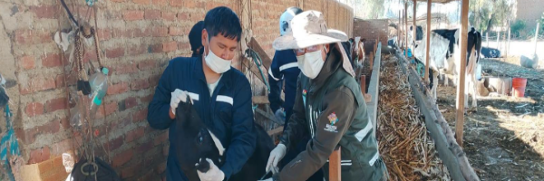 SENASAG Cochabamba fiscaliza la vacunación contra la brucelosis bovina