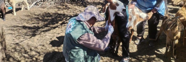 SENASAG Potosí realiza estudios serológicos para vigilancia y mantención de establecimientos libres de brucelosis bovina y caprina