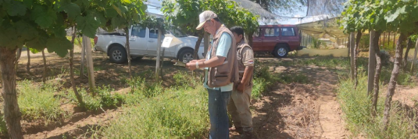 SENASAG Tarija intensifica el monitoreo de Lobesia botrana en los viñedos del Valle Central  