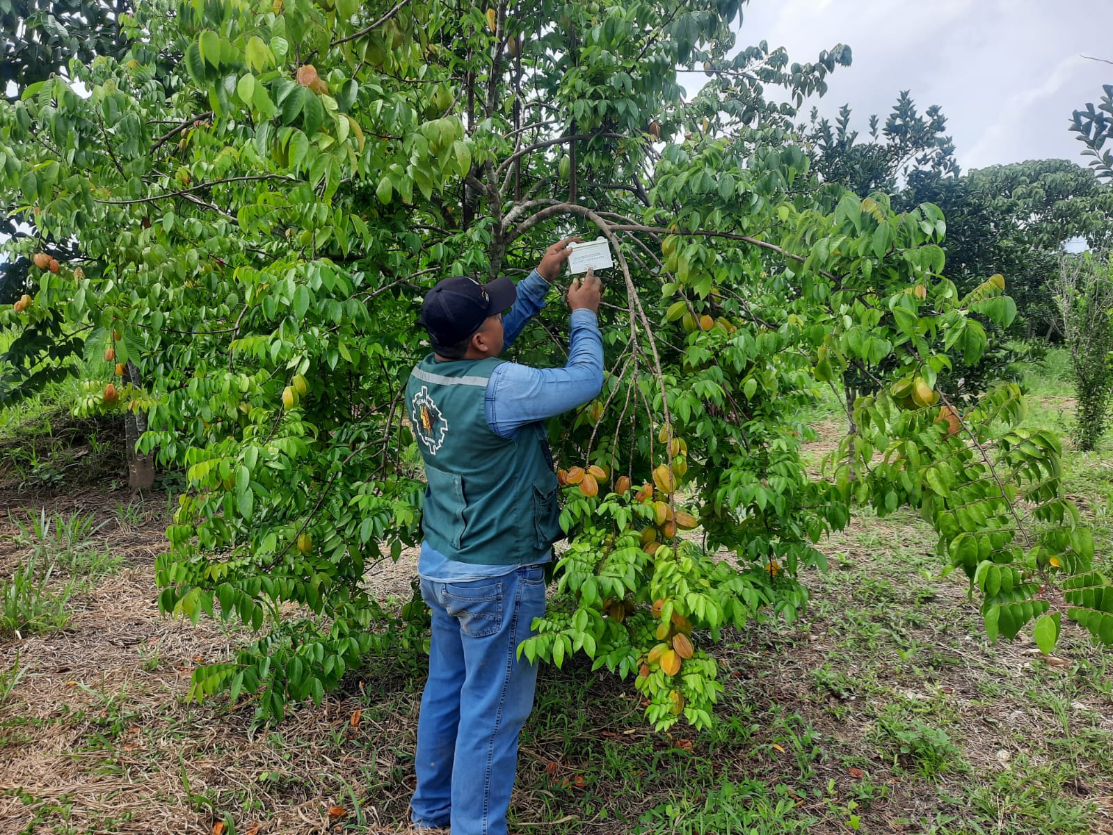 SENASAG PANDO REALIZA EL MONITOREO DE LAS PLAGAS CUARENTENARIAS HLB DE LOS CÍTRICOS Y MOSCA DE LA FRUTA DEL GÉNERO BACTROCERA
