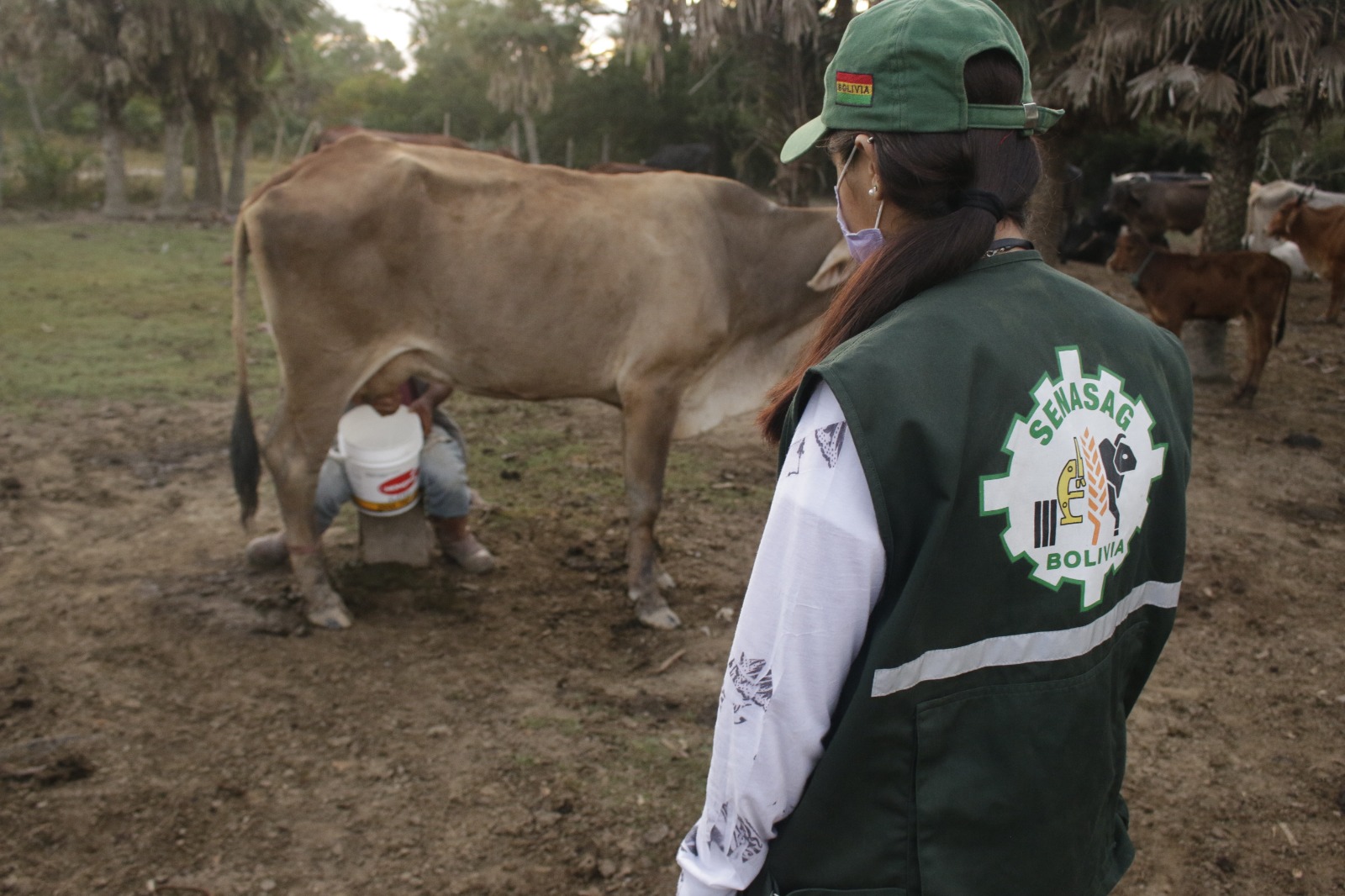 SENASAG BENI INICIA SANEAMIENTO Y CERTIFICACIÓN DE HATOS EN LECHERÍAS CAMPESTRES