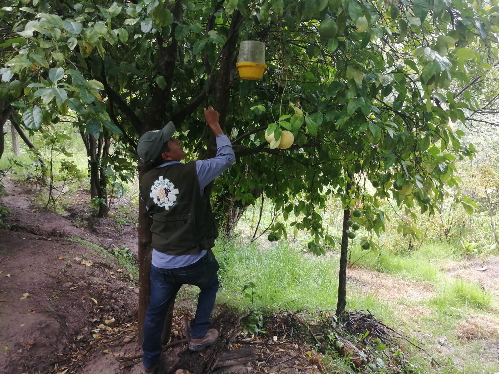 SENASAG POTOSÍ FORTALECE EL CONTROL FITOSANITARIO MEDIANTE EL MONITOREO DE LA MOSCA DE LA FRUTA