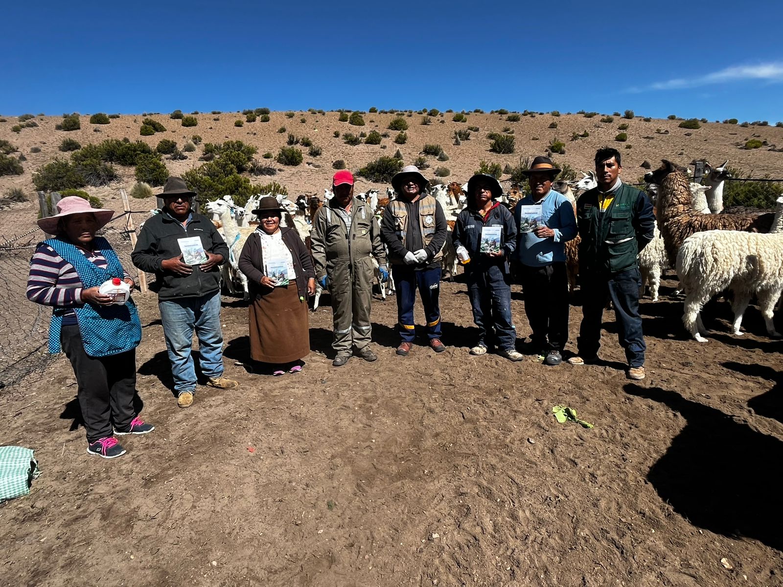 SENASAG Oruro realiza campaña de desparasitación y vitaminización a Camelidos en el municipio de Carangas