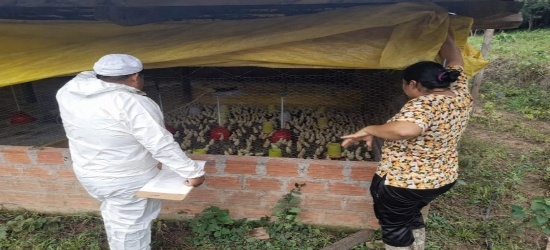 SENASAG Chuquisaca realizó inspección de rutina a establecimientos avícolas en los municipios de Villa Vaca Guzmán y Huacareta