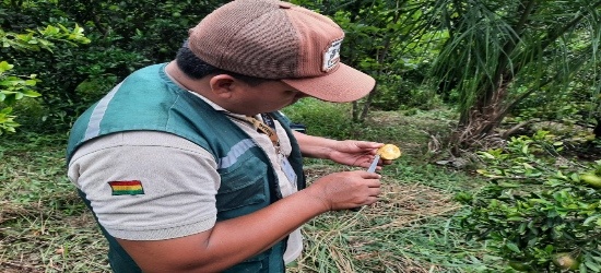 SENASAG Pando realiza atención fitosanitaria  de cultivos cítricos en la Comunidad Bajo Acre del Municipio de Cobija.