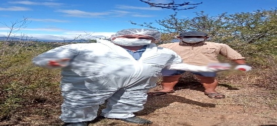 SENASAG Tarija, a través del área de epidemiología, atendió una denuncia de muerte de ganado