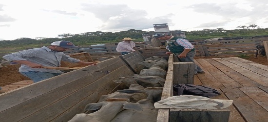 SENASAG Pando realiza capacitación referida al marcado y contramarcado de animales bovinos