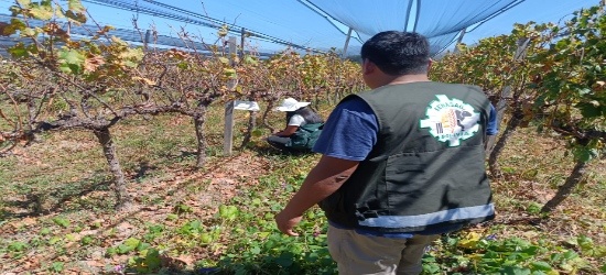 SENASAG TARIJA fortalece vigilancia fitosanitaria y protección de la producción vitícola en los municipios de Cercado y Uriondo