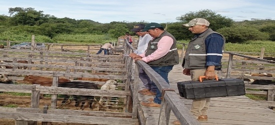 SENASAG Chuquisaca realiza vigilancia epidemiológica en centros de concentración de animales vivos